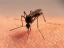 Все про ультразвуковой отпугиватель комаров