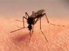 Все про ультразвуковой отпугиватель комаров